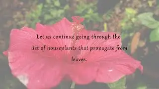 Gardening Essentials - Common Methods of Plant Propagation (Part 2)