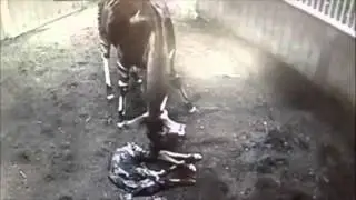 CCTV footage of rare okapi calf being born