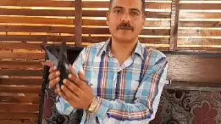 تقليب الحمام الزاجل