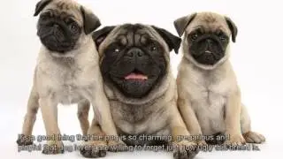 Top 5 Ugliest Dog Breeds