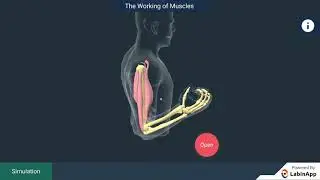 How bones move with the help of muscles?