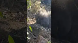 MONKEY CATCH AND COOK WITH THE HADZA LAND