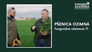 Akad&eacute;mia Syngenta p&scaron;enica -  O&scaron;etriť p&scaron;enicu vo f&aacute;ze T1? | Syngenta Slovensko