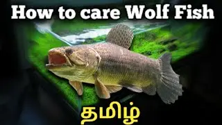 How to care Wolf fish || Tamil