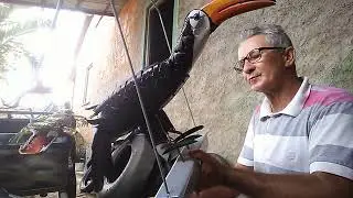 eu hoje estou mostrando um tucano feito de pneus em ilha grande pi