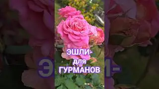 My Ashley Rose 🌹 | Ароматная чайно-гибридная роза 