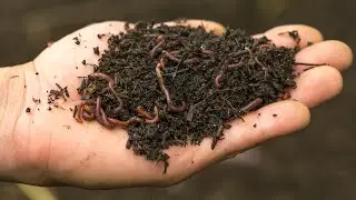 Vermicompost - Informazioni pratiche