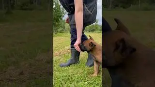 Initiation au food drive avec chiot malinois de 7 semaines par une enfant de 10 ans