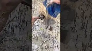 The process of catching rice field eel- Good tools and machinery can increase work efficiency