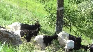 Siomons Schwarzhalsziegen