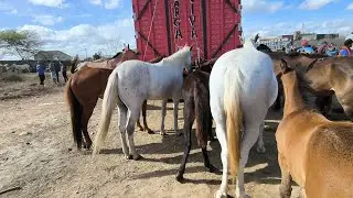 FEIRA DO CAVALO DE CAMPINA GRANDE-PB 14/01/2026