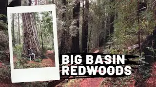 Секвойи в Сан-Франциско: Big Basin Redwoods State Park