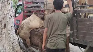 Lembu korban 2024 surau hj salleh pantai dalam