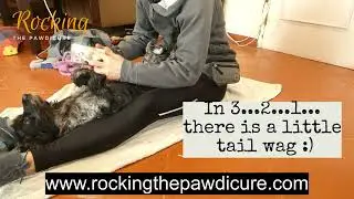 Cocker Spaniel stressed to calm during #nailtrim #pawdicure #dognails #rockingthepawdicure