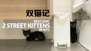 Rescue 2 street kittens in NYC | 双猫记：纽约流浪猫救援