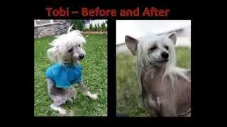 Tender Loving Crested Rescue - 2014 Reliant Dog Show Video