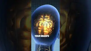 NAC: Your Brain's Emergency Response System