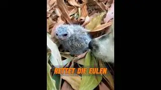Eulen wissen tats&auml;chlich, wie man dankbar ist! #tier #tiere #animals