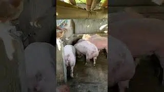FEEDING TIME | SOBRANG CLOSE NG MANOK KAY PIGGY #feedingtime #piggy #feeds 