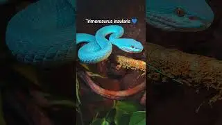 Mal ein kleiner Zusammenschnitt unserer Trimeresurus insularis 💙 Blue und Sky