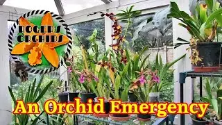 Eine Notfallrettung f&uuml;r Orchideen
