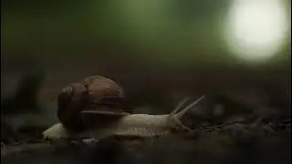 Ślimak winniczek (Helix pomatia). Roman snail (Helix pomatia)