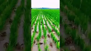 Into the green