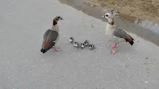 Egyptian goslings on the Serpentine Road
