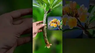 How to Grow Frangipani from Cuttings 🌱 | #Shorts #plumeria #frangipani #youtubeshorts #marufgarden