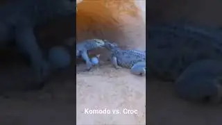croc vs komodo dragon. who would win