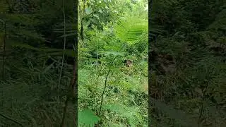 kaliandra umur 3bulan #shorts #bankpakan #farm #kambing #kaliandra