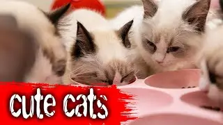 😂 Funny Cats Live | Ragdoll Cat Cam Full of Cute & Silly Moments 🐱