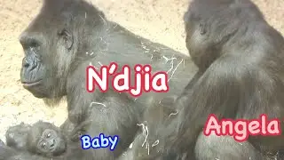 Gorilla baby boy 2 months old 🌸 Sister Angela tries touch baby, and groom mom❤️