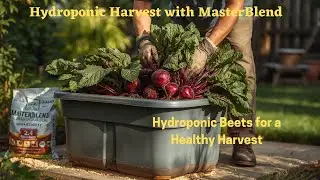 Unlock the Secret to Growing Non-GMO Hydroponic Beets