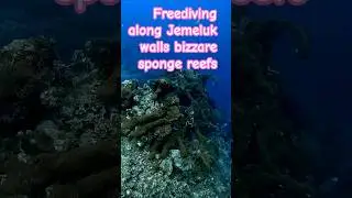 Freedive along Jemeluk Wall. Amazing sponge and coral cluster's. #bali #ocean #freediving #reef
