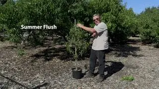 Harvest Day Grow Fruit Trees in Limited Space Using Size Control