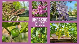 Madre u avliji | Šareno ukrasno bilje i zašto patke (ne) vole lokvanje