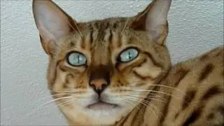 How to make your Bengal cat happy.Sammy is a sentinel.