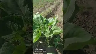 علشان الكمون يزهر هنسمد بايه ؟؟؟؟؟؟؟؟؟؟