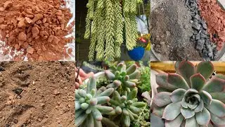 How to Make the Perfect Succulent Soil Mix for India’s Weather Indian Soil Mixture for Succulents😍🌵