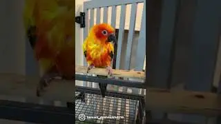 #sunconure #birds #love #conure #parrot #reels #reel #reelsvideo #viral #viralshorts #viralvideo