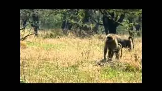 Clever Monkeys ~ Predatory Monkeys   (Nature, PBS)