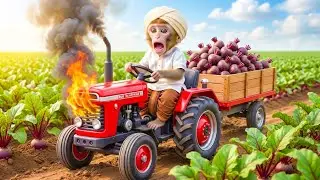 Monkey Farmer Beet Harvest Turns Chaotic as His Trailer Catches Fire —A Genius Move Shocks Everyone😱