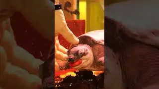 What it's like having a pet Fly River Turtle!