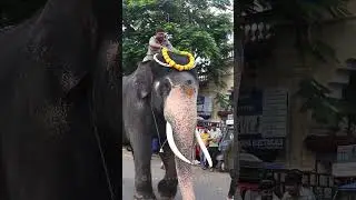 Bheema ❤✨ #bheema #elephant #dasara #mysoredasara2024 #mysoredasara #mysuru #mysoredasara