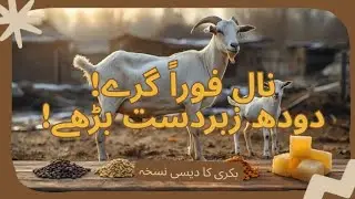 سردیوں میں بکری کے بچے کے بعد نال گرانے دودھ بڑھانے صحت کے لیے شاندار دیسی نسخہ Bakri Desi Nuskha