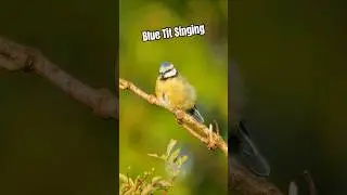 Heartwarming! Blue Tit Bird Calling and Singing