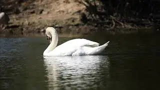 Hamsa bird (🐦) high resolution video ...