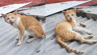 Very Talkative Stray Cat is not Hungry He is just resting on the roof | CatsLifePH
