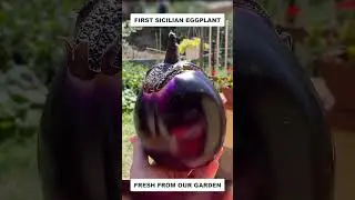 Our First Sicilian Eggplant Harvest Is Here!